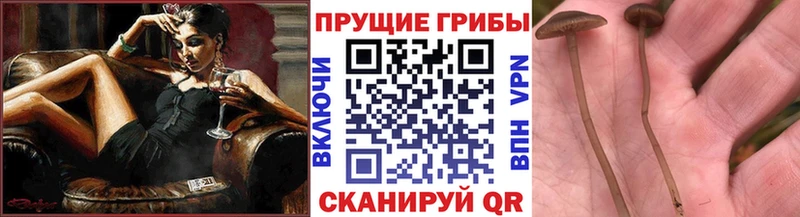 Купить где  Артёмовский  Галлюциногенные грибы GOLDEN TEACHER 